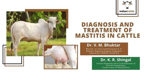 Diagnosis and Treatment of Mastitis in Cattle » Indian Cattle