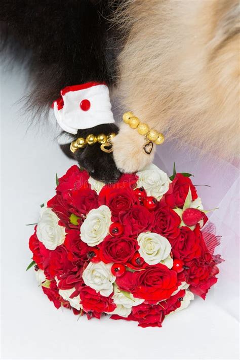 Dog Wedding Couple Paws on Bouquet Stock Photo - Image of breed, domestic: 99618828