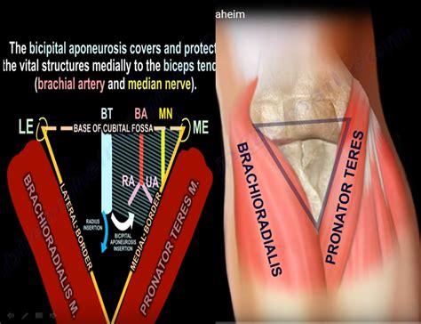 Anatomy and Contents of the Cubital Fossa — OrthopaedicPrinciples.com