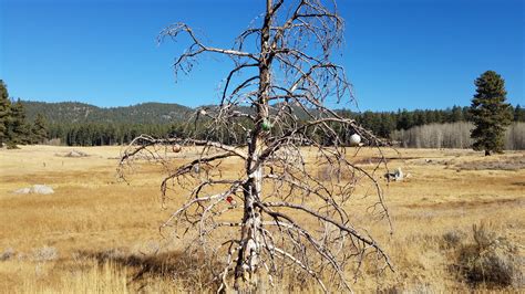 A Charlie Browm Christmas tree in South Lake Tahoe : r/pics