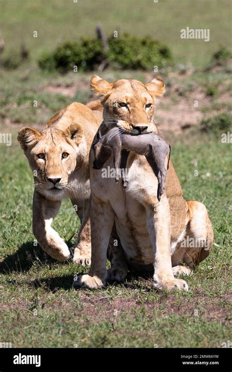 Animals of the Masai Mara Stock Photo - Alamy