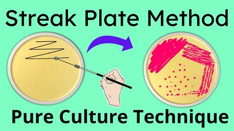 Streak plate method | Pure culture technique Microbiology | Part 1 - YouTube