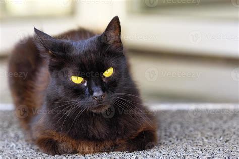 A beautiful brown cat with bright yellow eyes sits and looks straight ahead. 4712558 Stock Photo ...