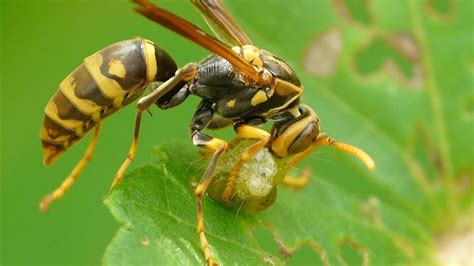 Arthropod Predators: Nature's Defenders - Cornell Video