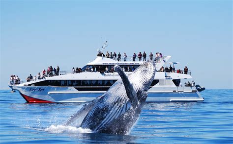 PREMIUM Whale Watching Adventure, Australia | Activities in Australia