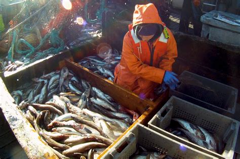 Alaska’s Pollock Fishery: A Model of Sustainability | NOAA Fisheries