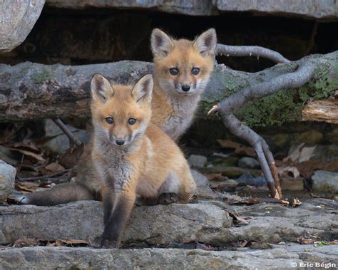 Red fox pups ( wild ) | 6 of 16 I went hicking today along t… | Flickr