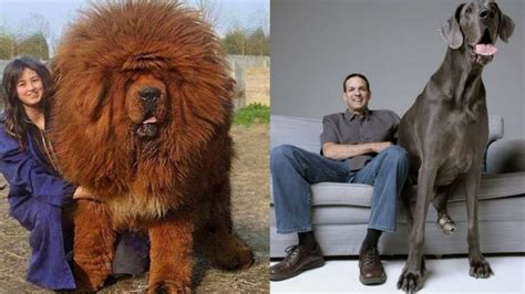 10 BIGGEST Dog Breeds On Earth - Instaloverz