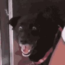 Scared Dog GIFs | Tenor