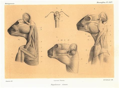 From a Greater bamboo lemur: 1-3-head and neck muscles; 4-hyoid bone ...