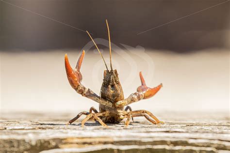 Red swamp crayfish showing off - Nature Stock Photo Agency