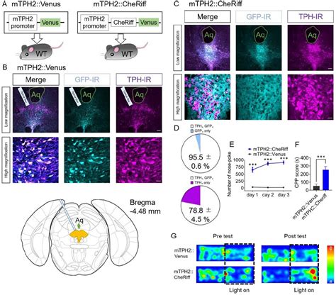 Figure 1 from The Role of Dorsal Raphe Serotonin Neurons in the Balance ...