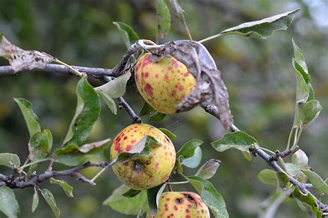 How to Identify and Treat Common Apple Diseases | Gardener's Path