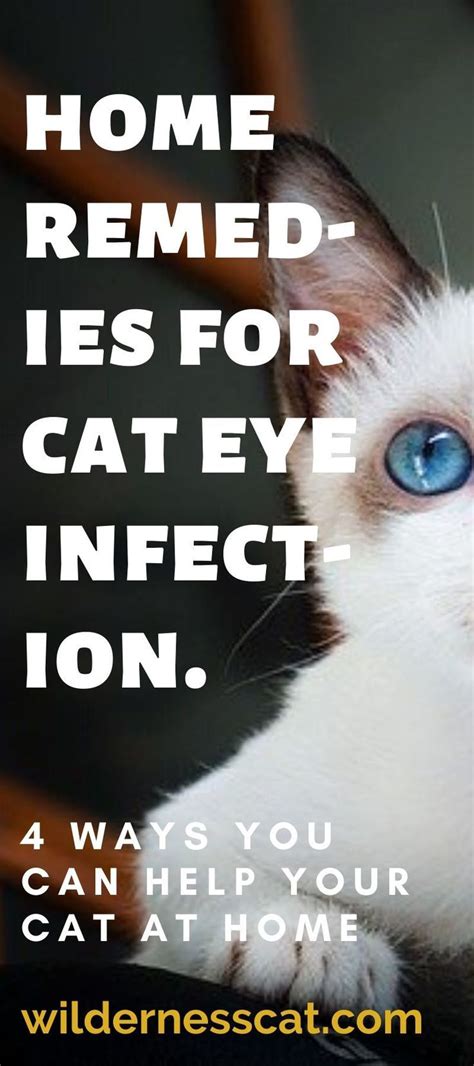 Home Remedies for Cat Eye Infection - Wildernesscat in 2020 | Cat eye ...