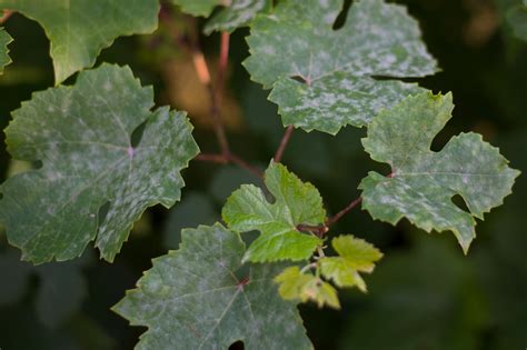 White Fuzz On Plants - Grangetto's Farm & Garden Supply