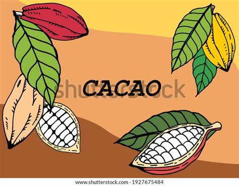 Cacao Pod Beans Freehand Drawing On Stock Vector (Royalty Free) 1927675484 | Shutterstock