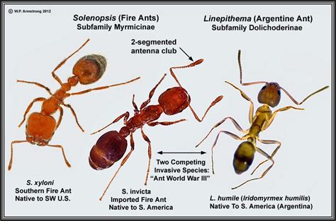 three different types of antelopes with labels describing the differences between them and what ...