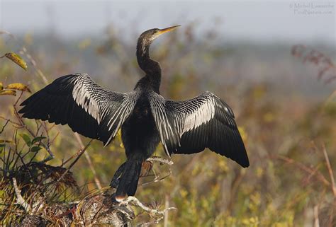 FindNature.com - Photos - Anhinga d'Amérique, Anhinga, Anhinga anhinga