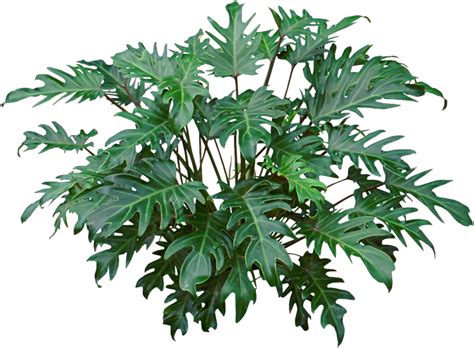 philodendron xanadu care tips - Milo Faust