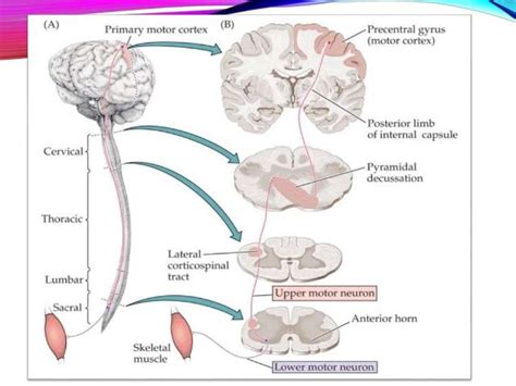 Motor Neuron and Nervous System Anatomy