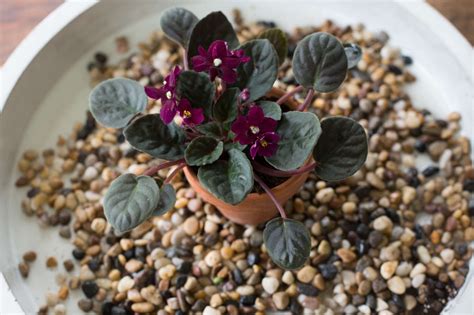 African Violets: Rethinking 'America's Favorite House Plant' for Modern Times - Gardenista