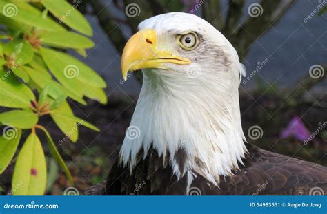 American Bald Eagle Closeup Stock Image - Image of haliaeetus, america: 54983551