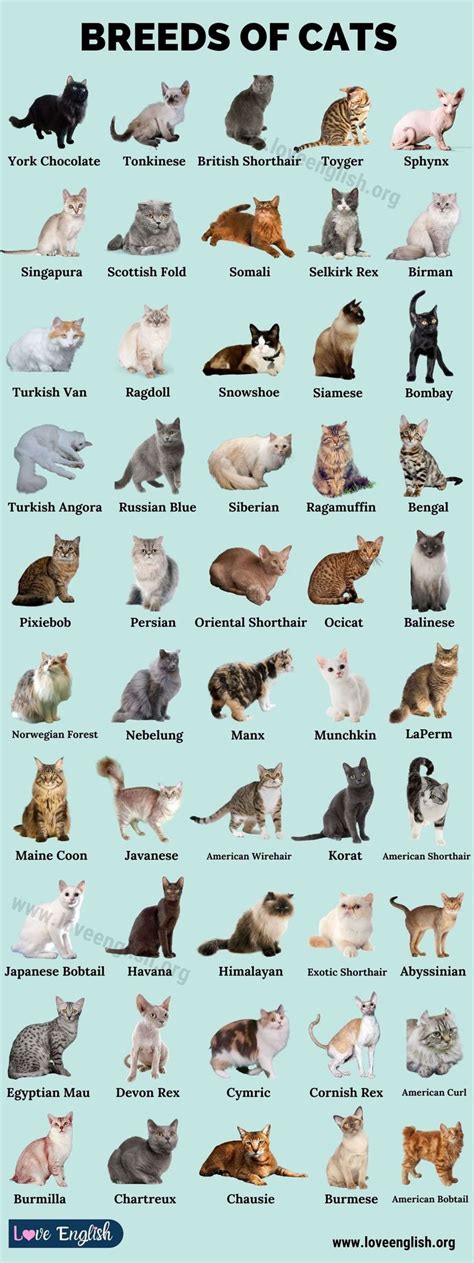 Cat Breeds: 50 Best Breeds of Cats