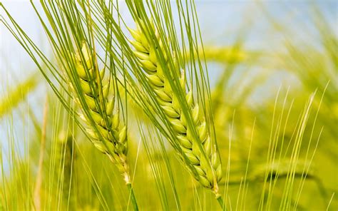 Green Wheat Crop (29 Wallpapers) – Free Wallpapers | Spring wallpaper, Macro photography ...