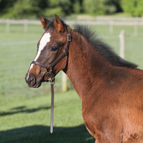 Premier Leather Foal Halter - Weanling