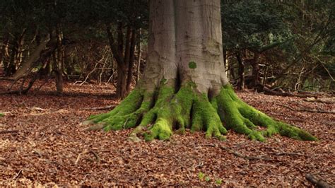 Soil and How Nutrients Are Replenished | ClickView