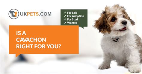 Cavachon Dogs and Puppies For Adoption & Rehome in the UK