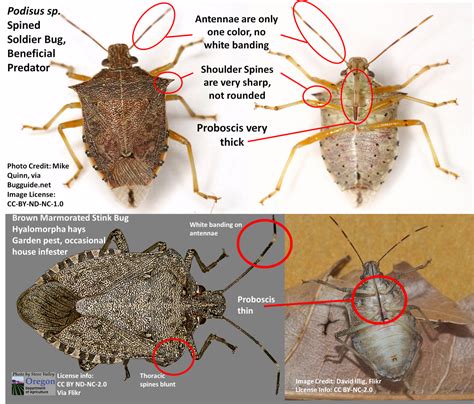 Stink bugs: Telling the good ones from the bad ones. | Ask an Entomologist