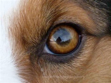 the eye that looks into your soul. | Dog paintings, Watercolor animals, Animal drawings