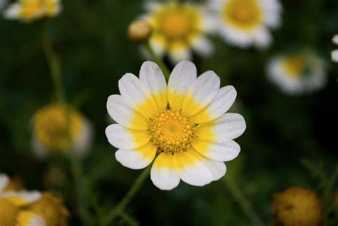 Yellow Sunflowers · Free Stock Photo