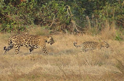 Mother jaguars may flirt to save their cubs’ lives | Science | AAAS