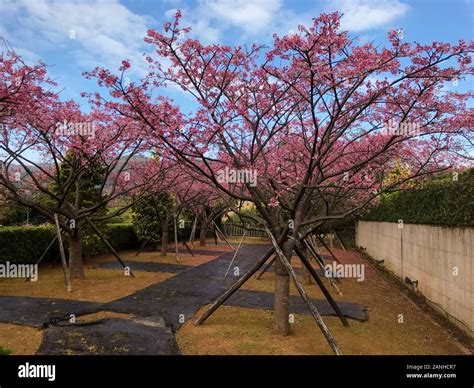 spring cherry blossom season at Yangmingshan National Park ,taipei ...