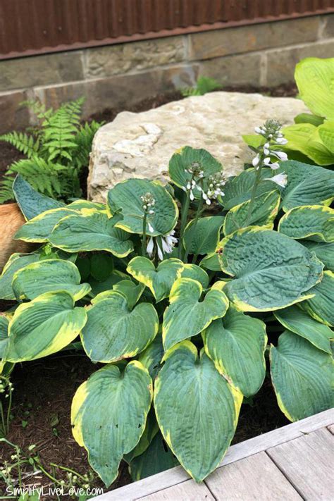 Grow Beautiful Flowering Sun-Tolerant Hostas with these Tips