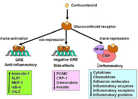 Corticosteroids Mechanism Of Action