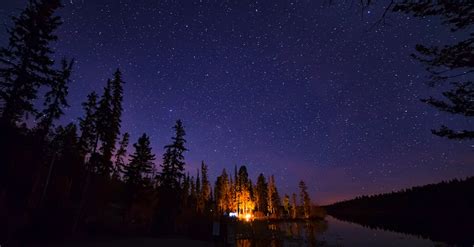 Pine Trees Under Starry Night Sky · Free Stock Photo