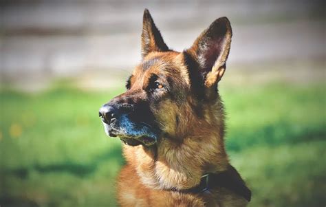 8 Best Guard Dog Breeds for Elderly & Senior Owners