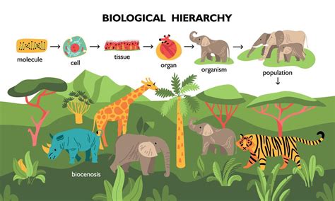 Biological Hierarchy Landscape Composition 5880801 Vector Art at Vecteezy