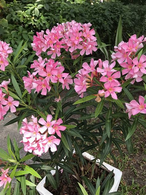 Pink Nerium Oleander Flowers. Stock Photo - Image of bright, flora: 253949726