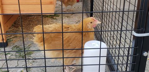 Buff Orpington Rooster or Hen? : BackYardChickens