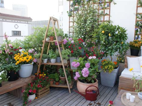 How to care for balcony and potted plants properly