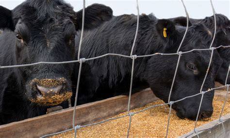 Raising Freezer Beef: How To Feed Grain-Finished Beef