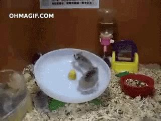 Fail Wheel GIF - Fail Wheel Hamster - Discover & Share GIFs