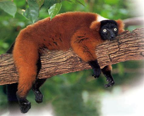 Red Ruffed Lemur Facts, Diet, Habitat, Pictures