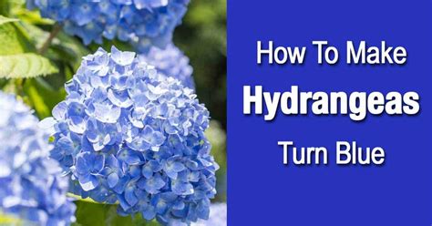 How To Make Hydrangeas Turn Blue