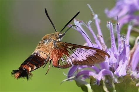 Picture walks: The incredible hummingbird moth – South County News