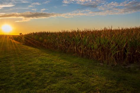 60+ Iowa Cornfield Sunset Stock Photos, Pictures & Royalty-Free Images ...